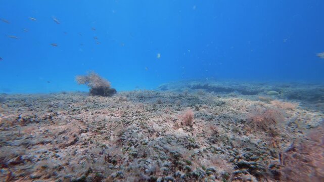 coral reef in ocean