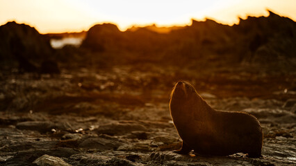 Fur seals playing on rocks and water in New Zealand © Rui