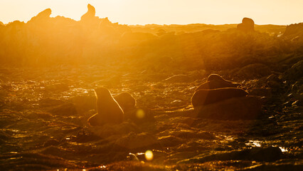 Fur seals playing on rocks and water in New Zealand © Rui
