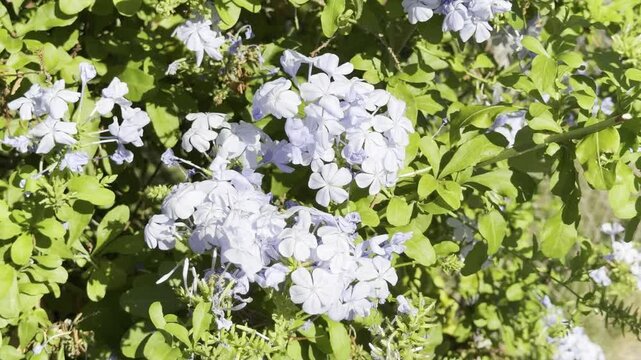 Plumbago auriculata, the Cape leadwort, blue plumbago or Cape plumbago, is a species of flowering plant in the family Plumbaginaceae. Waikiki, Honolulu, Oahu, Hawaii.   