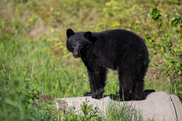 Obraz premium American black bear standing on a culvert. 