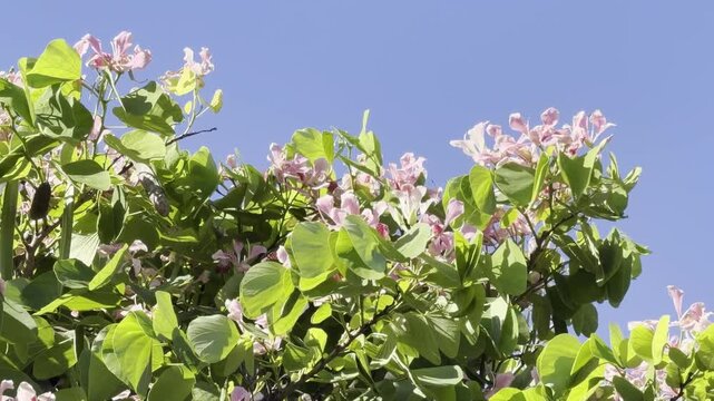 Bauhinia &times; blakeana,  Hong Kong orchid tree, is a hybrid leguminous tree of the genus Bauhinia. Waikiki, Honolulu, Oahu, Hawaii.