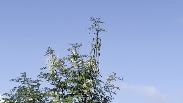 Moringa oleifera, family Moringaceae. moringa, drumstick tree. horseradish tree, ben tree, malunggay. Waikiki, Honolulu, Oahu, Hawaii.