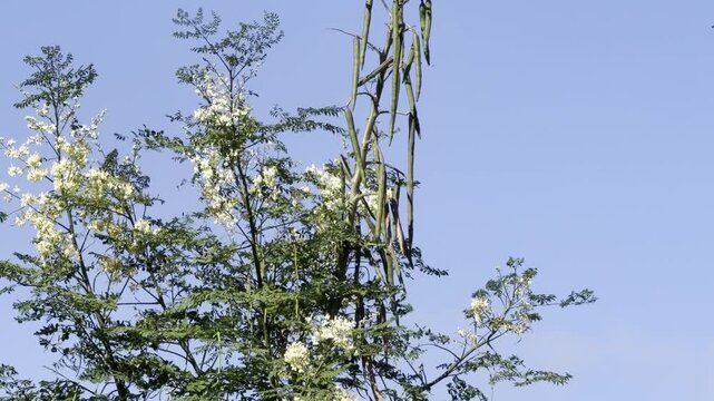 Moringa oleifera, family Moringaceae. moringa, drumstick tree. horseradish tree, ben tree, malunggay. Waikiki, Honolulu, Oahu, Hawaii.