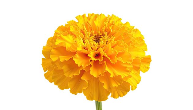 Vibrant Yellow Zinnia Flower Blooming in Full Glory Isolated on White Background.