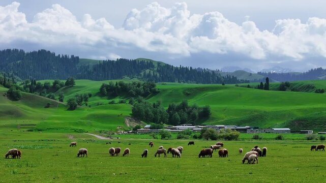 ​A large flock of sheep grazing on the lush green mountain slopes of Nalati Grassland in Ili, Xinjiang. Beautiful alpine meadow scenery with dense pine forests and a winding stream.