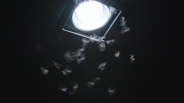 A chaotic swarm of winged insects flying in a motion blur, instinctively drawn toward the glow of a modern recessed ceiling light fixture in the darkness.