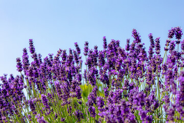 Obraz premium Selective focus a bushes of purple violet blue flowers in the garden under blue clear sky in summer, Lavender is flowering plants in the mint family of Lamiaceae, Natural floral pattern background.