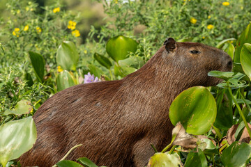 Fototapeta premium Capybaras thrive in the Pantanal, the world's largest tropical wetland. As the world's largest rodent, they weigh up to 65-80 kg and are highly adapted to the region's river systems and seasonal flood
