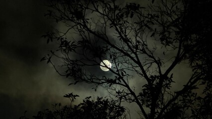 Full Moon Behind Tree Silhouettes © awhi 