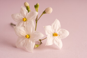 Obraz premium close up white small flowers