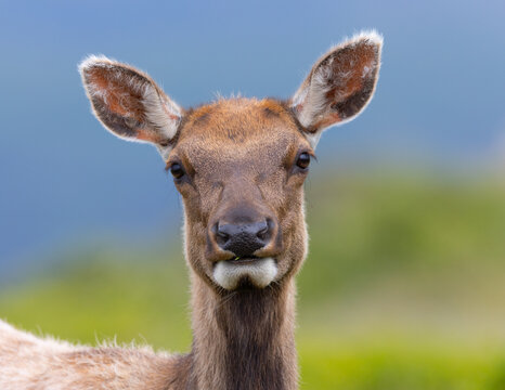 Young male Tule elk, seen in the wild in North California