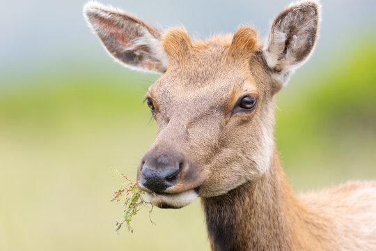 Young male Tule elk with pedicles, seen in the wild in North California