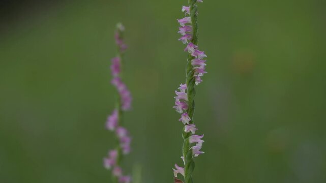 Tokyo, Japan - June 26, 2026: Spiranthes sinensis or Screw flower or Screw pine or Ladies' tresses