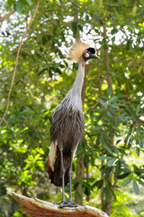Fototapeta premium Elegant grey crowned crane standing tall on wooden perch with magnificent golden crest against lush green forest background