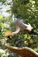 Obraz premium Curious grey crowned crane bending forward with raised foot inspecting carved wooden perch in bright tropical zoo garden