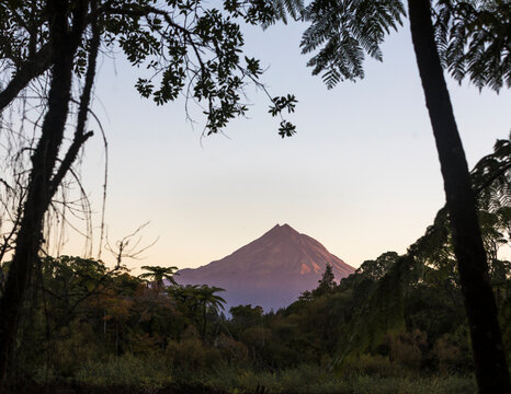 Native forest and bush of New Zealand