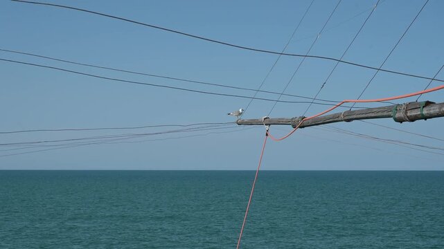 Gabbiamo appoggiato sul legno di un trabucco durante la pesca
