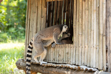 Ring-tailed lemur climbing into rustic bamboo shelter showing beautiful distinctive striped black white tail at tropical zoo © Aisylu