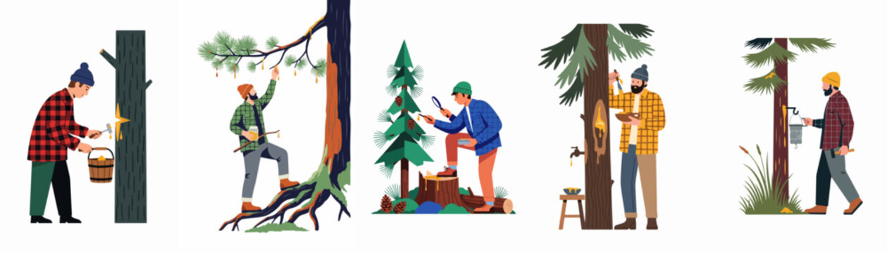 Flat illustration set of workers in plaid shirts harvesting tree resin and sap from pine and fir trees in a forest environment.