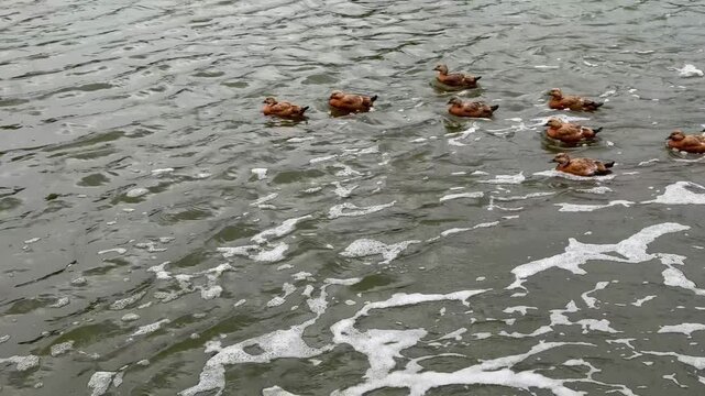 Small Ruddy shelduck ducklings on lake in the summer. It is a waterfowl of the duck family, similar to the common one. Ducklings learn to swim and dive to get food from the bottom of the pond