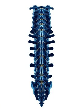 Detailed Anterior View of the Lumbar Vertebral Column with Neural Pathways