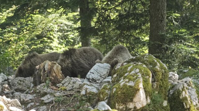 European Brown Bears Foraging for Food in Natural Forest Habitat