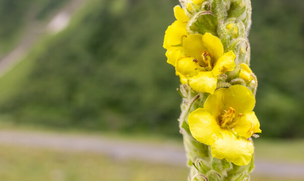 Yellow verbascum flowers in the Himalayas, yellow wild mullein flower stalk blooming naturally against a softly blurred green alpine valley backdrop