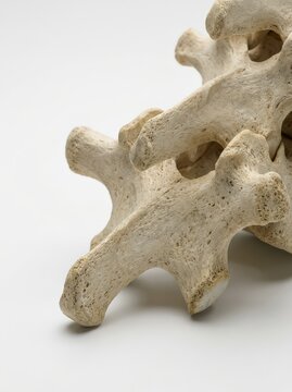 Detailed closeup perspective of human thoracic spine vertebrae, bone texture, anatomical structure isolated on white background