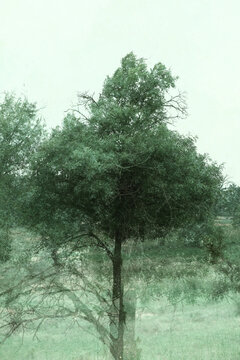 Artistic multiple exposure image of small tree in Texas field, vertical view during spring season in landscape.
