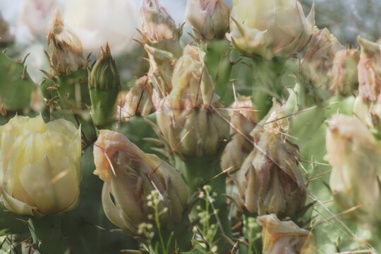 Artistic double exposure of prickly pear cactus buds and blooms