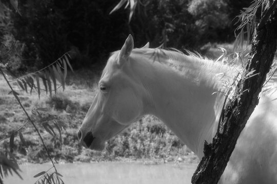 Monochrome portrait of a white horse in a farm field