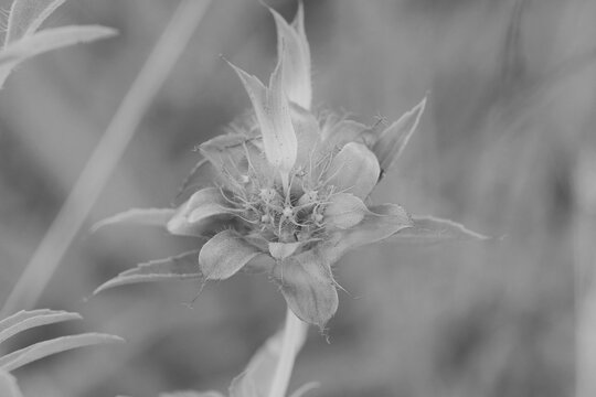 Lemon bee balm in black and white closeup, delicate artistic floral image.