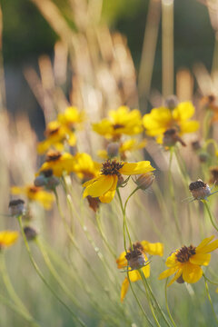 Stiff Greenthread wildflowers in a sunlit Texas meadow