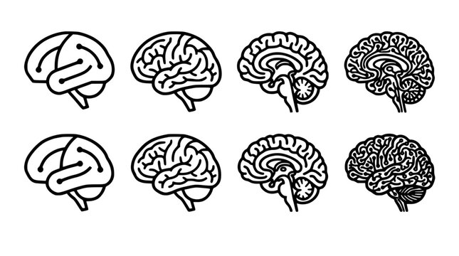 Brains Depicted in Various Anatomical Views with Detailed Neural Structures Featuring Brain, Anatomy, Structure with Illustration