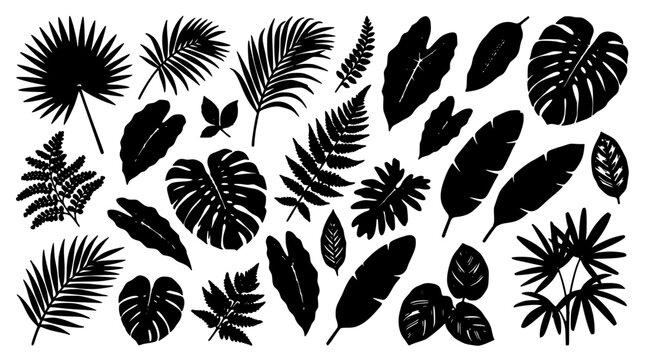 Leaves and Ferns in Various Shapes and Sizes, Black and White Illustration Featuring Plants, Foliage, Nature with Botanical