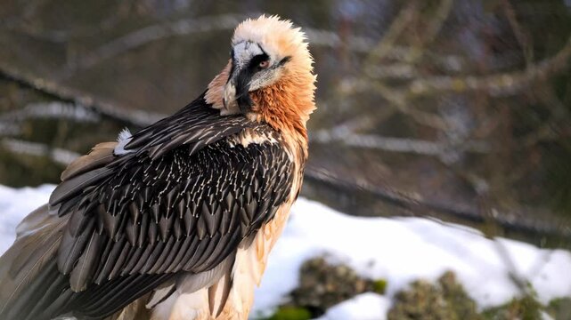 Majestic bearded vulture in all its glory