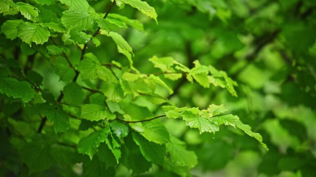 Fresh green leaves of hazel tree branch. Raindrops fall softly among the foliage.