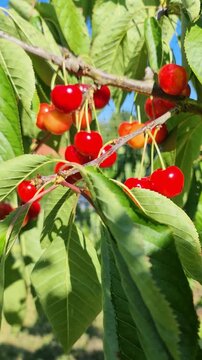 Ripe red cherries growing on a sunny tree branch