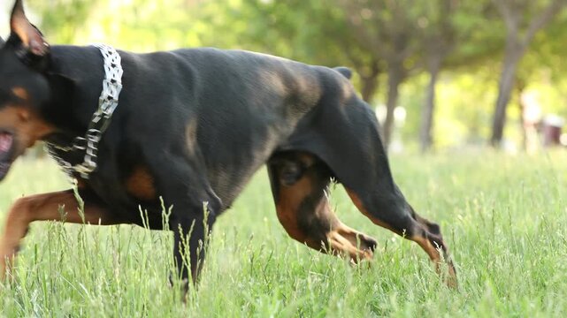 Adorable Dobermann dog with toy ball on green grass outdoors