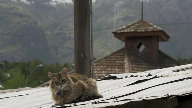 Close-up of a fluffy tabby cat sitting on a corrugated metal roof with traditional wooden architecture and mountains in the background, Caleta Tortel, Chile.