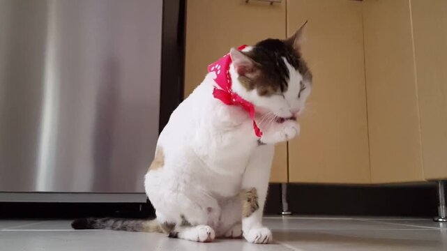 Cute Cat Wearing Red Bandana Sitting Indoors