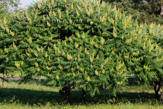beautiful sumac tree with green flowers