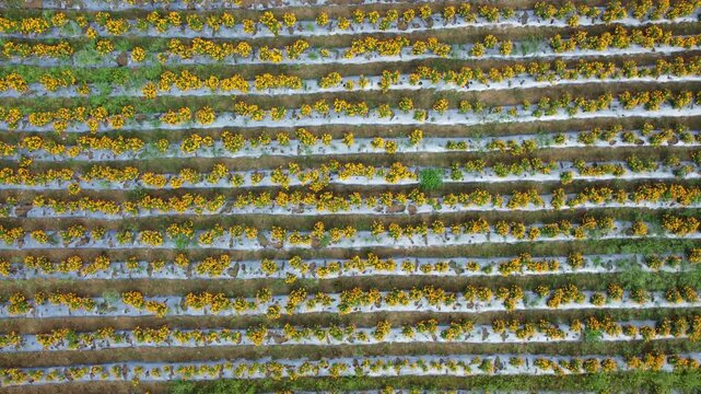 Cinematic footage captured from an aerial view of an Indian village, India.