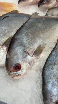 Frozen pompano on ice counter in fish shop, silver yellow fish lying on shallow crushed ice, retail display arranged