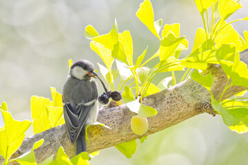 黒くなった銀案の実を食べようとするシジュウカラ(Great tit)幼鳥 © 水玉模様