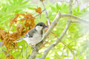 森の中のシジュカラ(Great tit)の幼鳥 © 水玉模様