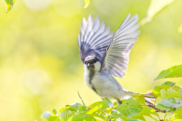 飛ぶ練習をするシジュウカラ(Great tit)の幼鳥 © 水玉模様