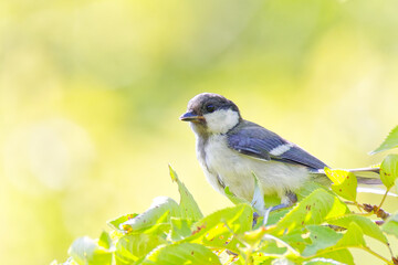 シジュウカラ(Great tit)の幼鳥 © 水玉模様