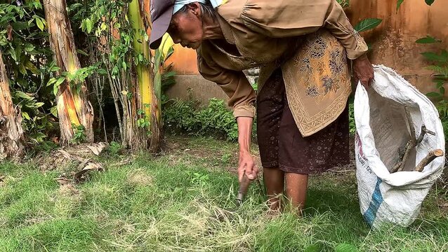 Purworejo, june-25-2026, Indonesia. An elderly Javanese woman cuts grass with a sickle in a village garden. The atmosphere in the village.